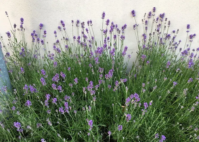 Prázdninový dům Casa Anna